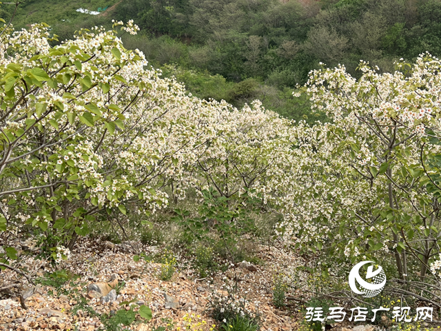 驛城區(qū)板橋鎮(zhèn)：油桐花開 邂逅滿樹浪漫