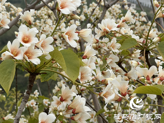 驛城區(qū)板橋鎮(zhèn)：油桐花開 邂逅滿樹浪漫