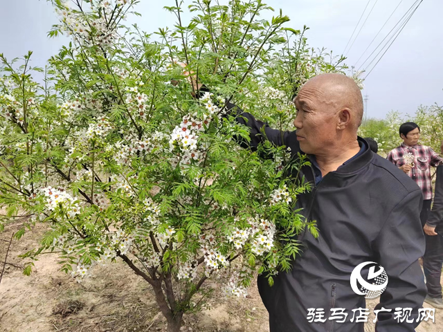 平輿縣高楊店鎮(zhèn)洼李村：文冠果種植讓鄉(xiāng)村振興之路越走越寬