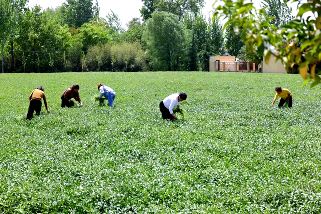 糧食增產(chǎn)提質(zhì)在行動(深度觀察)