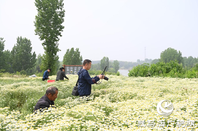 洋甘菊迎來盛花期 多家媒體代表走進泌陽縣王店鎮(zhèn)采風