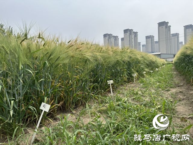 駐馬店：青貯大麥田間測(cè)產(chǎn) 篩選優(yōu)秀青貯大麥品種助力畜牧業(yè)健康發(fā)展