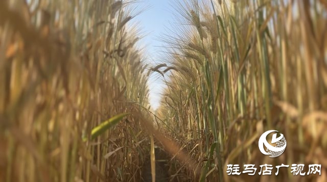 國家大麥產(chǎn)業(yè)技術(shù)體系駐馬店綜合實驗站碩果累累：800多個大麥試驗品種即將迎來收獲季