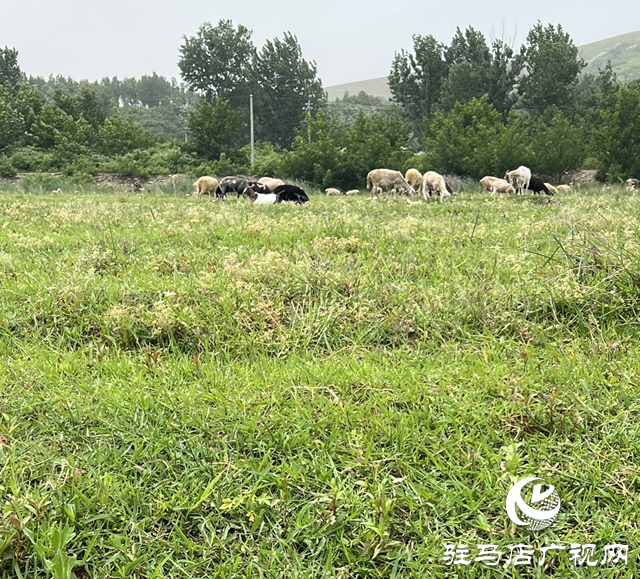 驛城區(qū)蟻蜂鎮(zhèn)：芳草茵茵彌翠色 小溪潺潺波光鱗