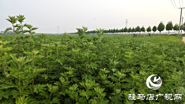 泌陽縣黃山口鄉(xiāng)：打好生態(tài)牌 藥材變藥財(cái)