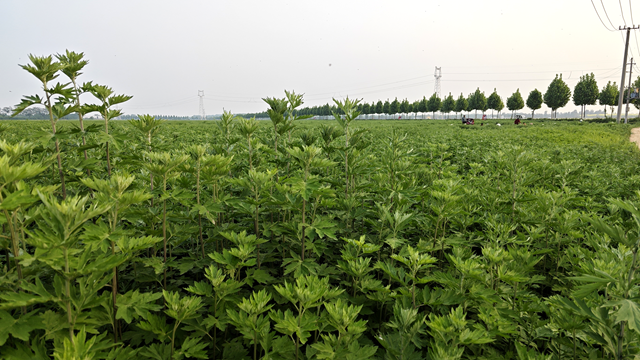 泌陽(yáng)縣黃山口鄉(xiāng)：打好生態(tài)牌 藥材變藥財(cái)