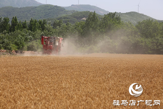 驛城區(qū)小麥陸續(xù)迎來(lái)豐收季