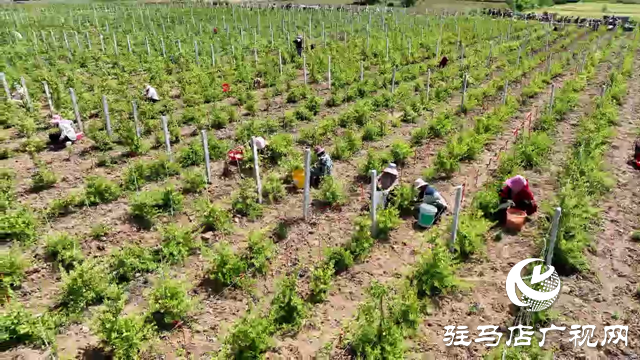 確山縣瓦崗鎮(zhèn)：1200畝金銀花喜獲豐收