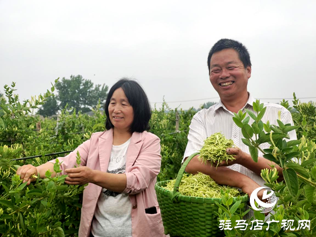 驛城區(qū)古城街道：金銀花開(kāi)富農(nóng)家