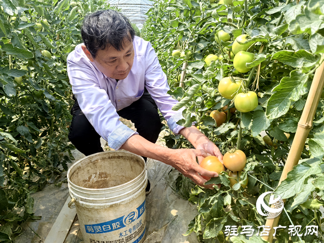 新蔡縣頓崗鄉(xiāng)楊寨村：特色番茄種植助農(nóng)增收