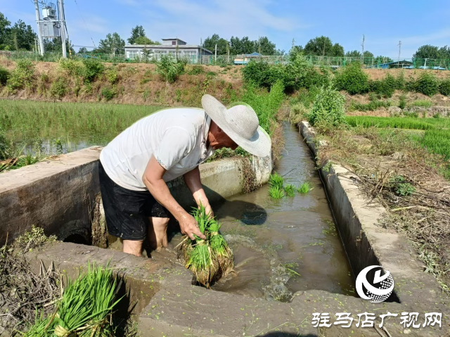 泌陽縣盤古鄉(xiāng)：水稻插秧忙 沃野披綠裝