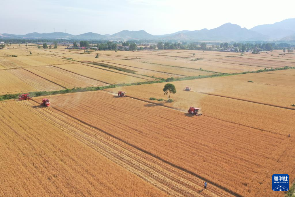 河南山東等地小麥陸續(xù)開(kāi)鐮收割