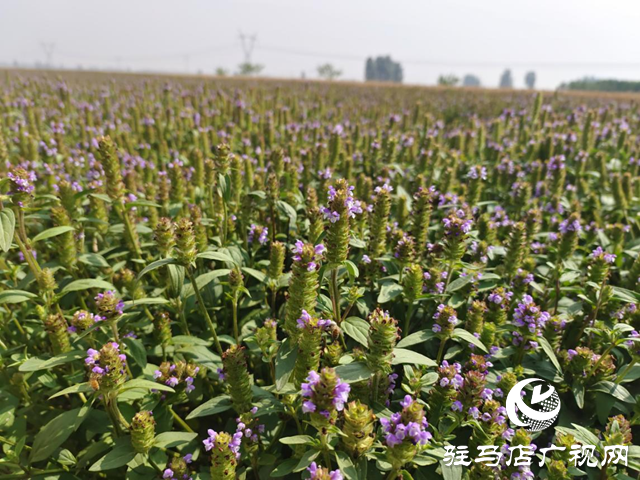 驛城區(qū)水屯鎮(zhèn)：夏枯草種植開出致富“良方”