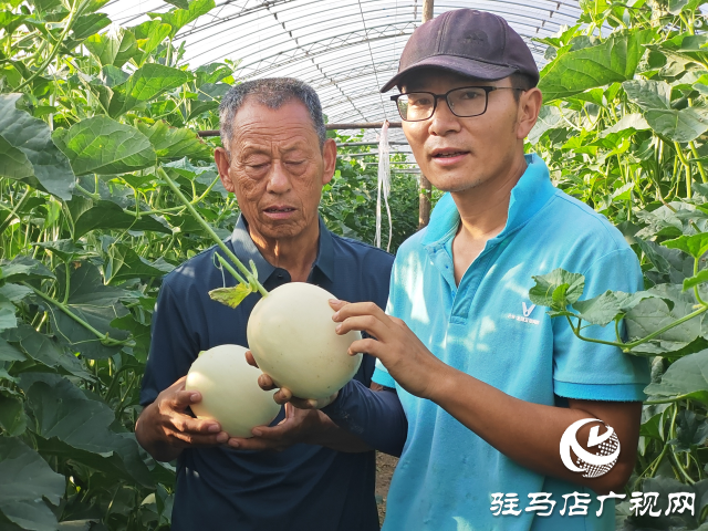 平輿縣射橋鎮(zhèn)西關(guān)居委會：“甜紅玉”甜瓜大豐收 結(jié)出增收致富“甜蜜果”