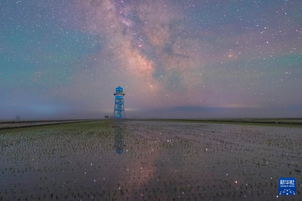 初夏“北大倉”舒展稻田星光畫卷