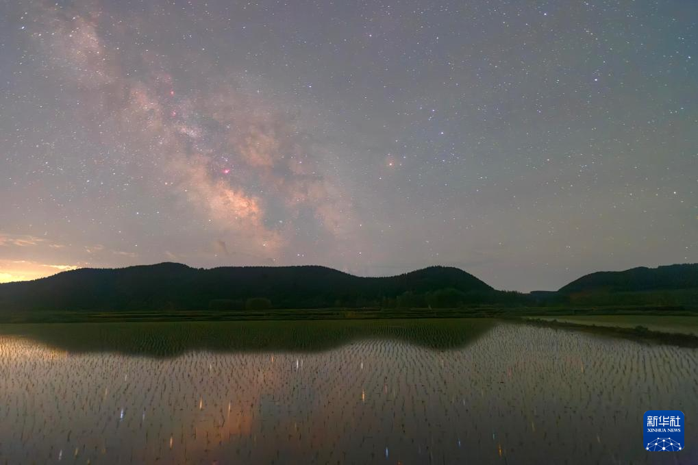 初夏“北大倉”舒展稻田星光畫卷