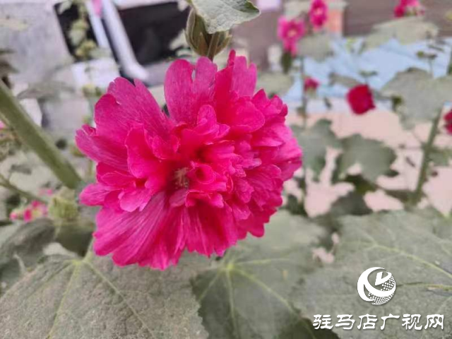 新蔡：蜀葵花開格外美 亭亭玉立展風(fēng)采