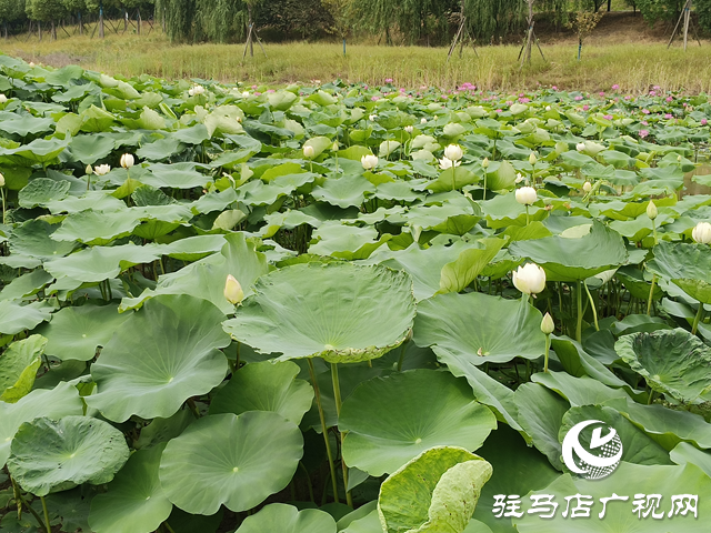 仲夏時(shí)節(jié) 荷花盛放