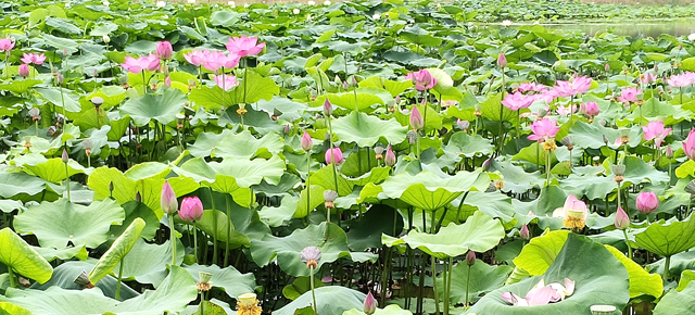 仲夏時節(jié) 荷花盛放