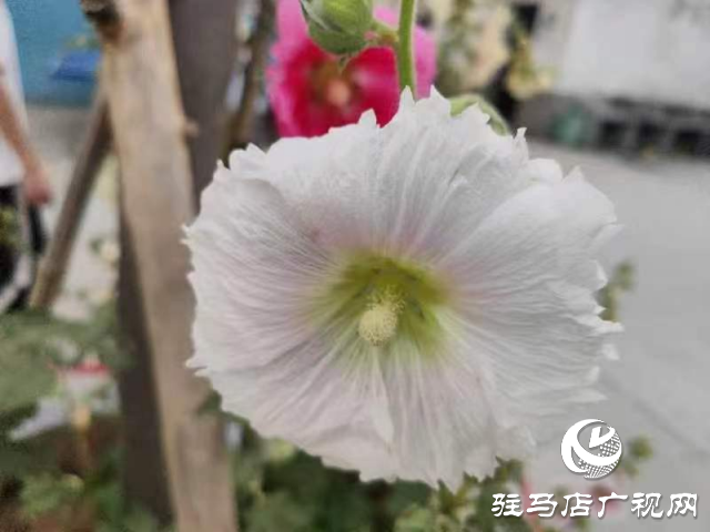 新蔡：蜀葵花開格外美 亭亭玉立展風(fēng)采