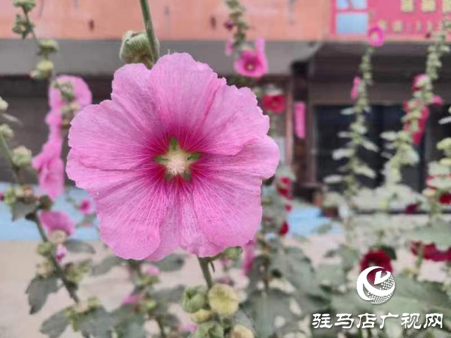 新蔡：蜀葵花開格外美 亭亭玉立展風(fēng)采