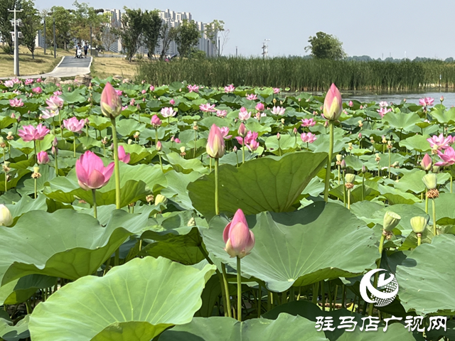 駐馬店人民公園：荷花盛開醉游人