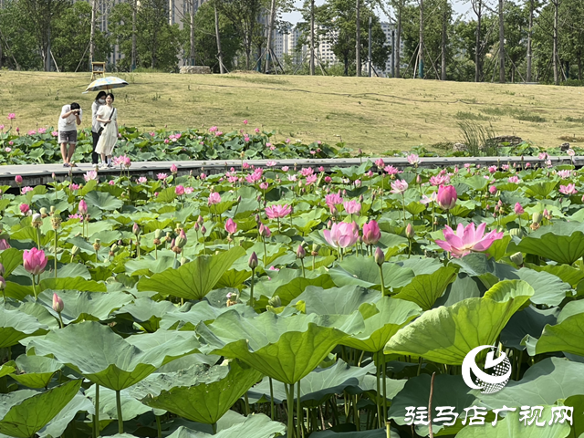 駐馬店人民公園：荷花盛開(kāi)醉游人