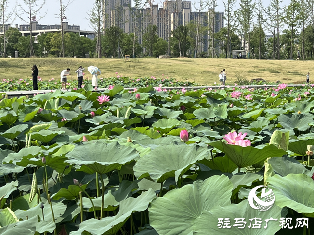 駐馬店人民公園：荷花盛開(kāi)醉游人