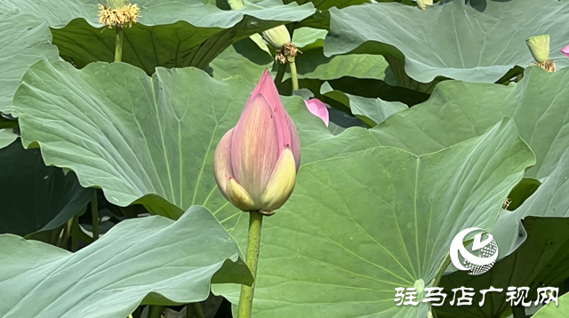 駐馬店人民公園：荷花盛開(kāi)醉游人