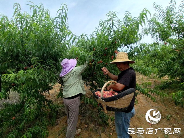 泌陽(yáng)縣馬谷田：特色林果業(yè)成鄉(xiāng)村振興“助推器”