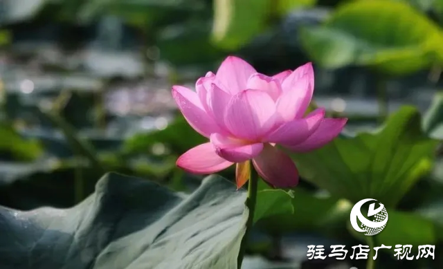 荷花綻放泌陽 清晨賞花正當(dāng)時(shí)