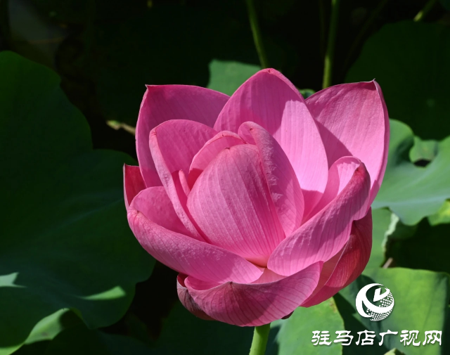 荷花綻放泌陽 清晨賞花正當(dāng)時(shí)