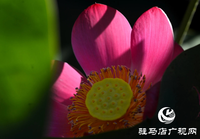 荷花綻放泌陽 清晨賞花正當(dāng)時(shí)