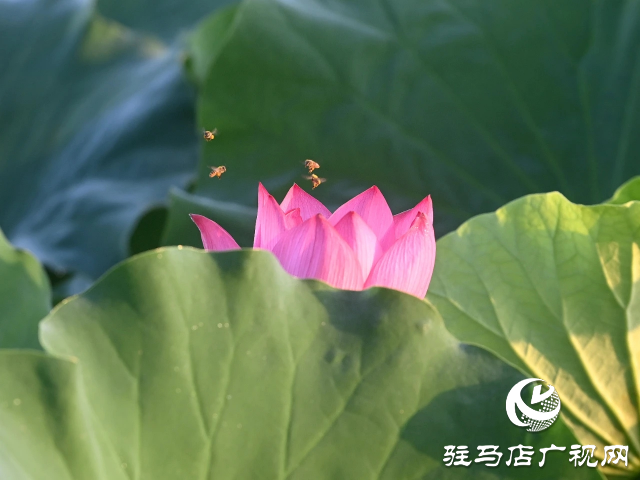 荷花綻放泌陽 清晨賞花正當(dāng)時(shí)