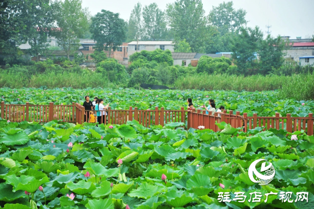 荷花綻放泌陽 清晨賞花正當(dāng)時(shí)