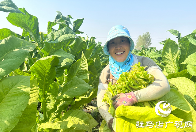 泌陽縣郭集鎮(zhèn)：煙葉種植讓群眾在家門口吃上“產(chǎn)業(yè)飯”