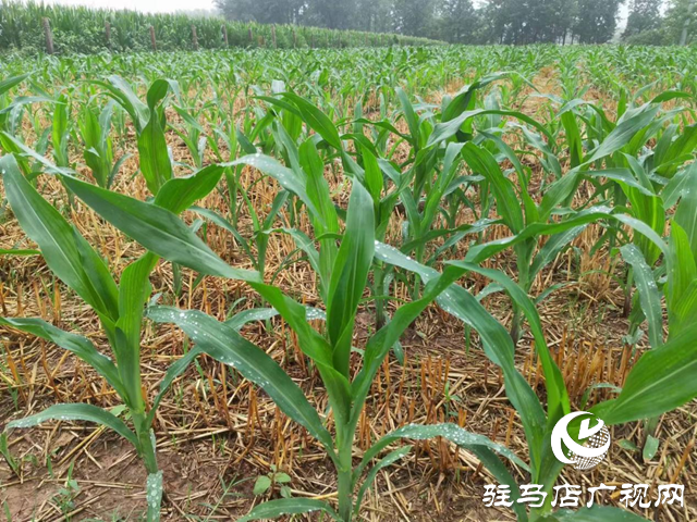 駐馬店市迎來及時(shí)雨 部分地區(qū)旱情解除