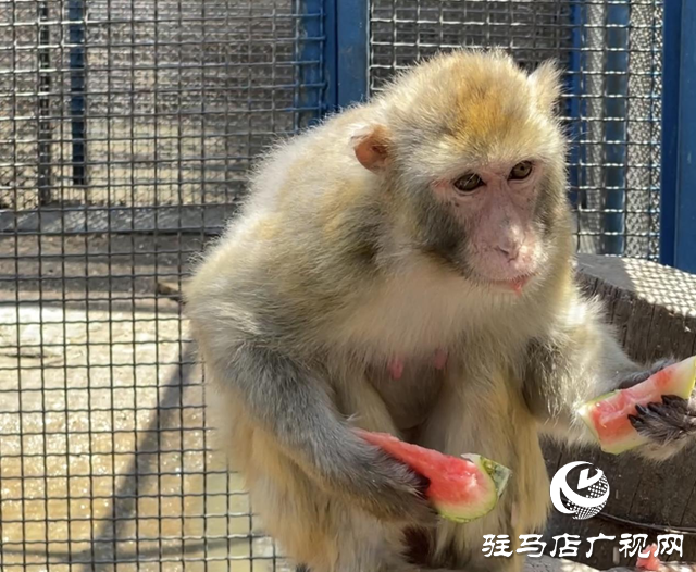 駐馬店市南海動物園全力呵護(hù)動物舒適度夏