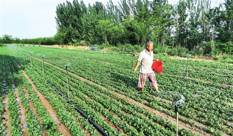 夏至丨萬物盛極時 美好伴夏生