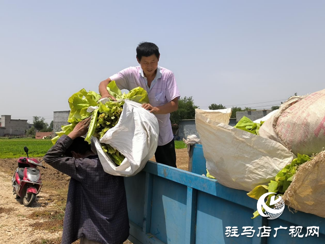 泌陽(yáng)縣泰山廟鎮(zhèn)：煙葉豐收季 煙農(nóng)笑開顏