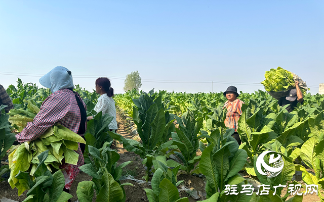 泌陽縣郭集鎮(zhèn)：“綠葉”變“金葉” 煙農(nóng)烤煙忙