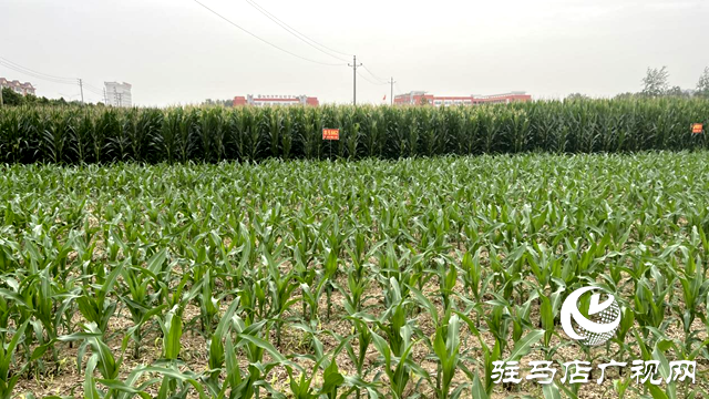 夏管正當時 駐馬店農(nóng)技專家現(xiàn)場把脈支招農(nóng)田管理