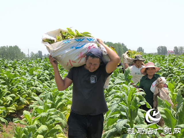 泌陽(yáng)縣泰山廟鎮(zhèn)：煙葉豐收季 煙農(nóng)笑開顏