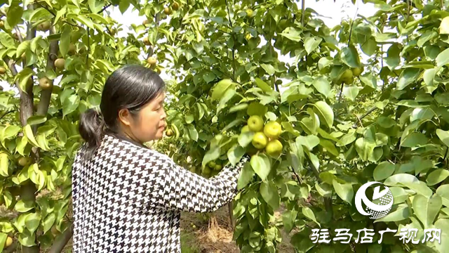 正陽(yáng)縣慎水鄉(xiāng)大鄒寨村：“林上林下”生態(tài)發(fā)展 拓寬群眾增收致富路