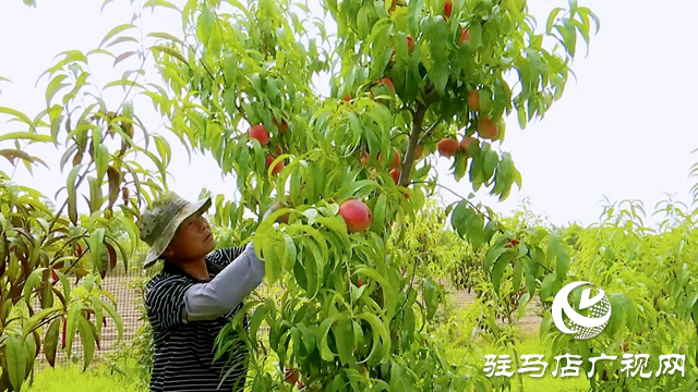 正陽(yáng)縣慎水鄉(xiāng)大鄒寨村：“林上林下”生態(tài)發(fā)展 拓寬群眾增收致富路