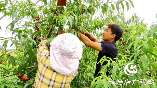 正陽(yáng)縣：“一村一品”特色產(chǎn)業(yè) 助推農(nóng)業(yè)增效 農(nóng)民增收