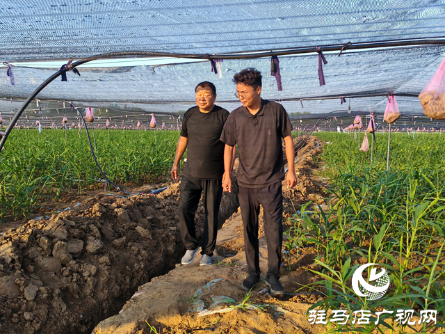 平輿縣廟灣鎮(zhèn)龍王廟村：二千余畝生姜長勢較好 村民致富“姜”來可期