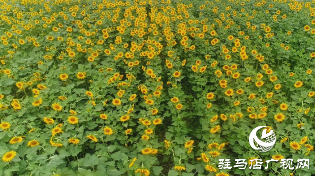 夏日邂逅向日葵花海