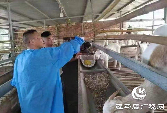 駐馬店市動物疫病防疫檢疫中心對7月份羊病作評估預(yù)警