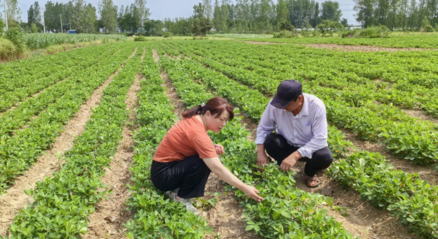 暴雨過后如何防范農(nóng)田內(nèi)澇？農(nóng)業(yè)專家支招